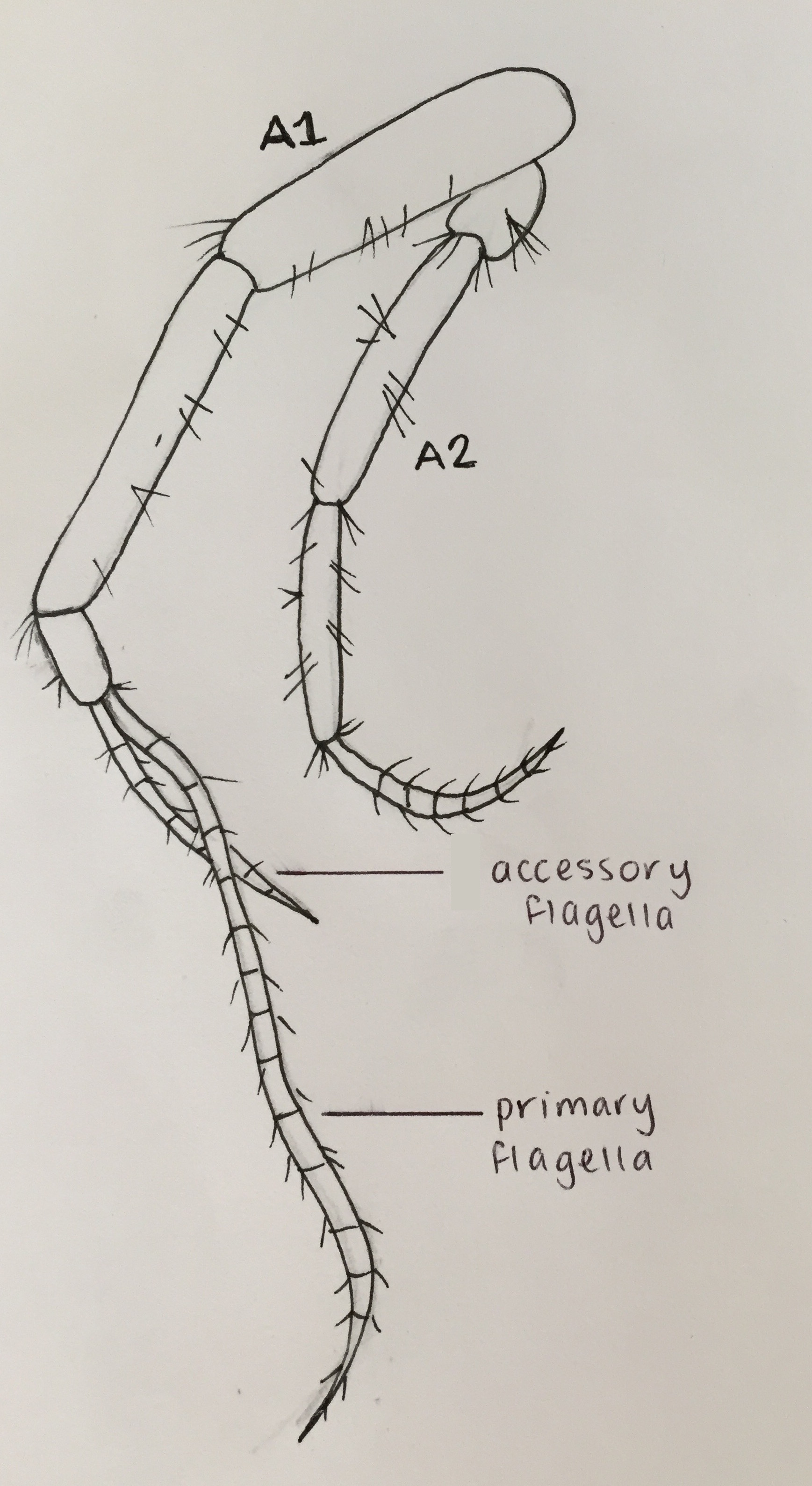 figure image